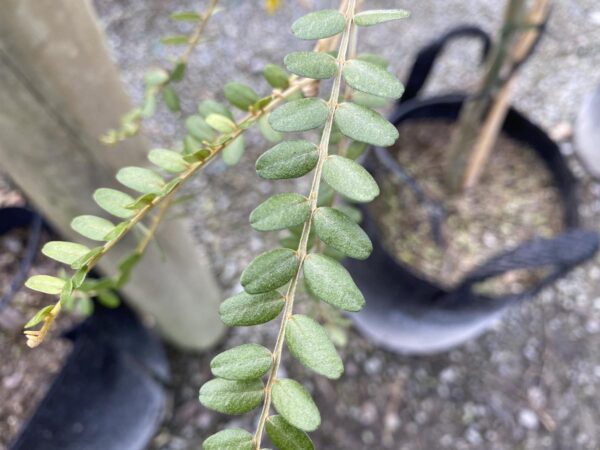 <i>Sophora microphylla</i> - Image 4