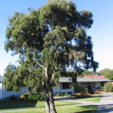 Sophora Microphylla (Kowhai)