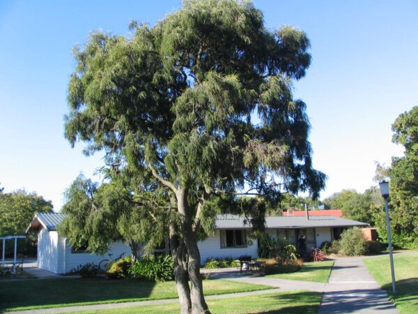 <i>Sophora microphylla</i> - Image 5