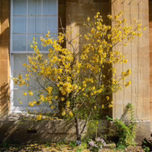 Sophora Microphylla (Kowhai)