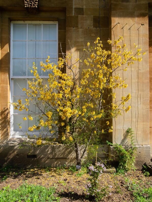 <i>Sophora microphylla</i> - Image 6