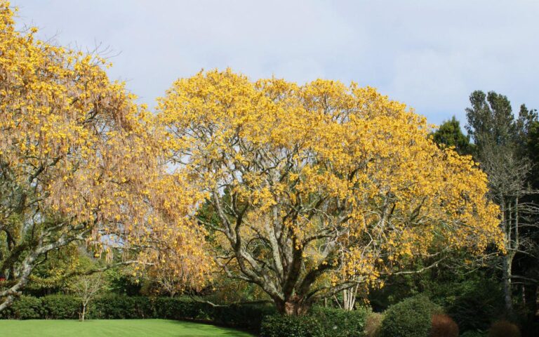 sophora microphylla - Leafland
