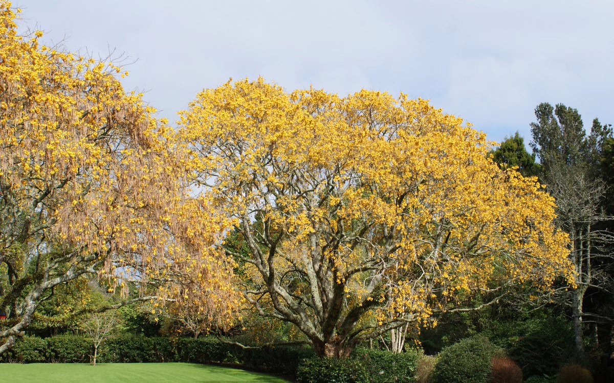 Golden rain tree ablaze with yellow flowers in a lush garden setting. Sunlight filters through the branches, illuminating the vibrant blossoms against a backdrop of green lawns and hedges.
