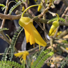 Sophora molloyi (Cook Strait Kowhai) flower.