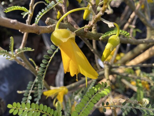 <i>Sophora molloyi</i> - Image 2