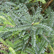 Sophora molloyi (Cook Strait Kowhai) foliage.