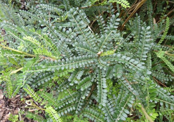 <i>Sophora molloyi</i> - Image 3