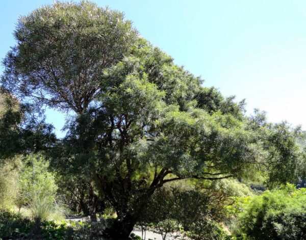 <i>Sophora molloyi</i>