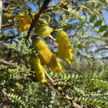 Sophora molloyi 'Dragon's Gold' (Cook Strait Kowhai) flower.