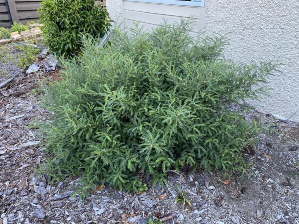 <i>Sophora molloyi</i> 'Dragon's Gold'