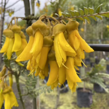 Sophora tetraptera (Kowhai) Flower