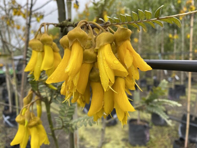 Sophora tetraptera (Kowhai) Flower
