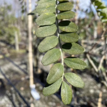 Sophora tetraptera (Kowhai) Foliage