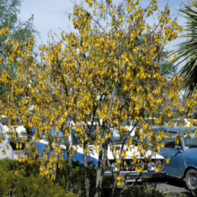 Sophora tetraptera (Kowhai)