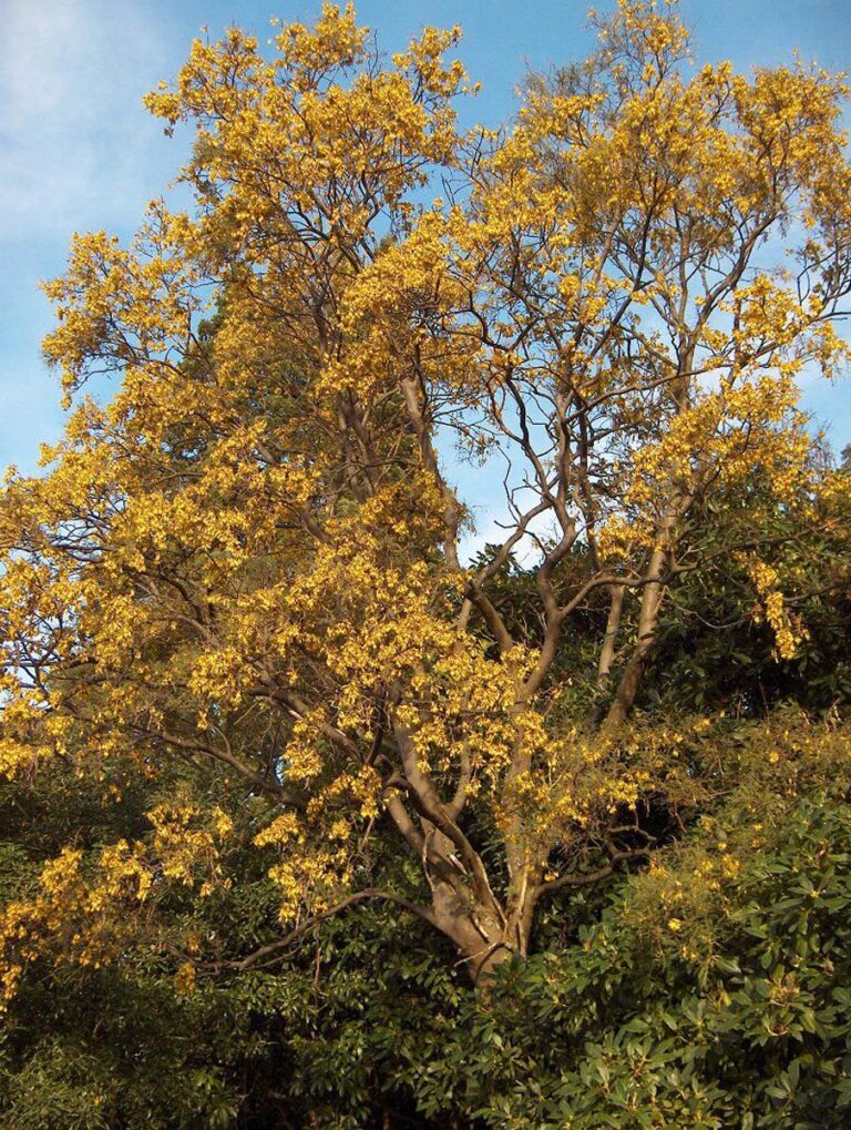 sophora tetraptera - Leafland