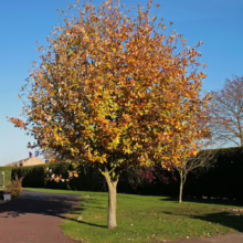 Tree with vibrant autumn foliage of yellow, orange, and green leaves stands on a grassy lawn under a clear blue sky. A hedge and building are in the background.