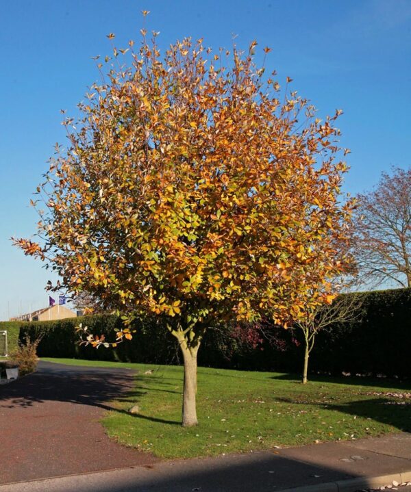 <i>Sorbus aria</i> 'Lutescens' - Image 2