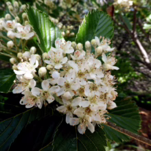 Close-up of white flowers and dark green leaves of a Whitebeam tree, showcasing its delicate blossoms and textured foliage.