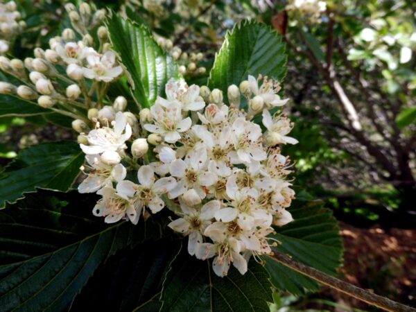 <i>Sorbus aria</i> 'Lutescens' - Image 3