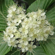 Cluster of white rose blossoms with delicate petals, set against a backdrop of lush green leaves in a backyard garden.