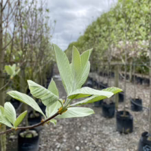 Close-up of a young Whitebeam tree sapling with velvety, silver-green leaves in a plant nursery. Rows of potted trees fade into the background under an overcast sky.