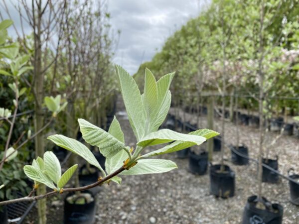 <i>Sorbus aria</i> 'Lutescens' - Image 5