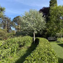 Lush garden scene featuring a Silver Pear tree in full bloom, framed by manicured hedges and a distant bench under mature trees against a bright blue sky. A serene landscape for nature lovers.