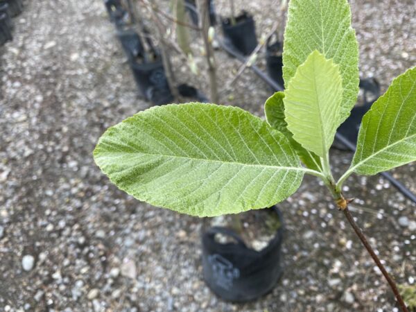 <i>Sorbus aria</i> 'Lutescens' - Image 7