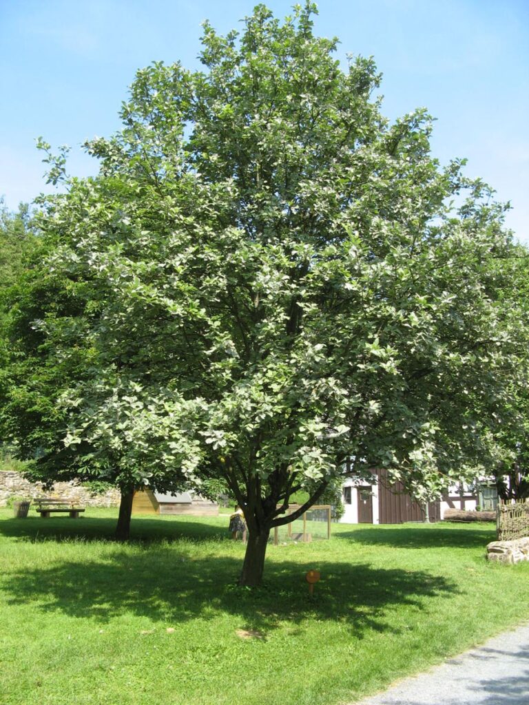 sorbus aria lutescens - Leafland