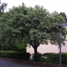 Lush, full oak tree with vibrant green leaves stands beside a street lamp and low hedge in front of a peach-colored building. The tree's dense canopy creates a striking urban nature scene.