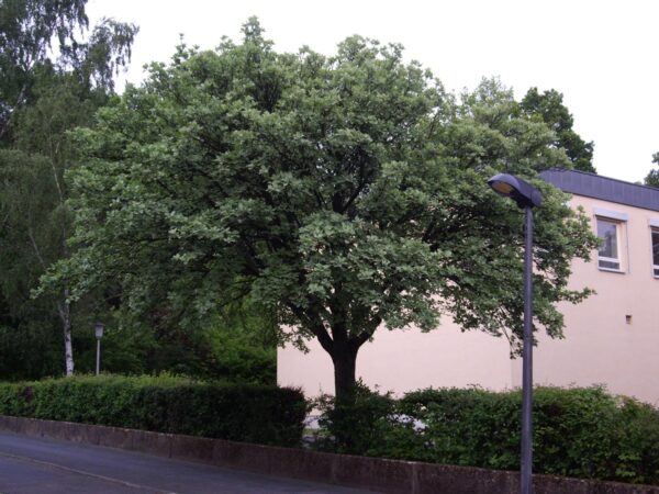 <i>Sorbus aria</i> 'Lutescens' - Image 8