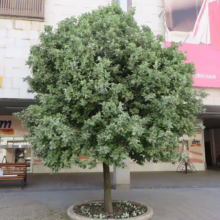 A neatly trimmed globe-shaped tree thrives in an urban setting, planted in a circular concrete planter with small white flowers. A DM store sign is visible in the background.