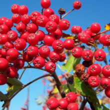 Sunlight streams through tall green trees onto a winding nature trail. Walking through the forest offers many benefits, including improved mood and physical health.