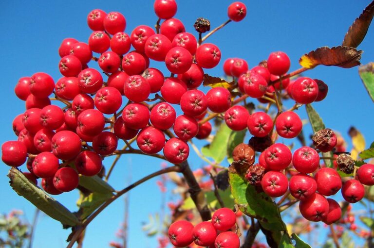 sorbus aucuparia scarlet king 2 - Leafland