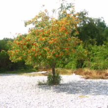 Rowan tree bursting with vibrant orange berries stands on a white gravel surface against a backdrop of lush green trees. A picturesque scene of nature's autumn bounty.