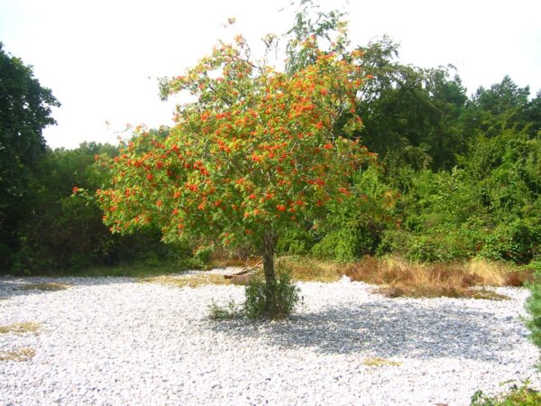 <i>Sorbus aucuparia</i> 'Scarlet King' - Image 3