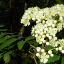 Cluster of delicate white rowan flowers in bloom against a backdrop of dark green leaves and blurred woodland. The blossoms are tightly packed, creating a soft, textured appearance.