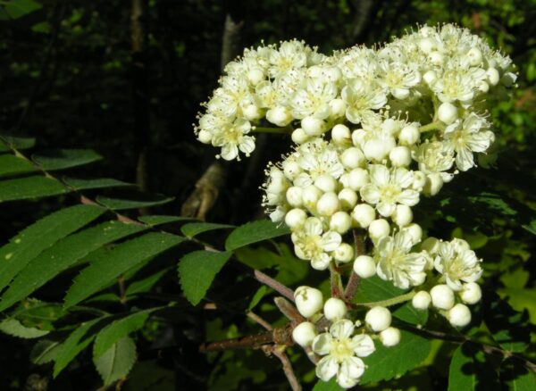 <i>Sorbus aucuparia</i> 'Scarlet King' - Image 4