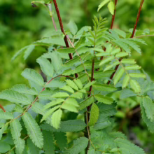 Close-up of vibrant green mountain ash leaves with serrated edges and reddish stems, showcasing the plant's lush foliage in a natural setting.