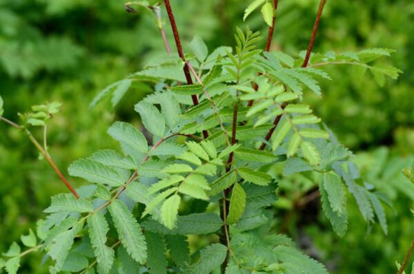 <i>Sorbus aucuparia</i> 'Scarlet King' - Image 5