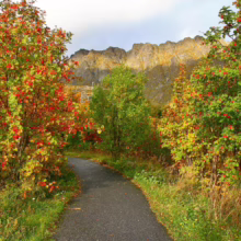 Scenic path winding through autumn foliage, Norway. Red berries adorn trees lining the trail leading towards rugged mountains under a soft sky.