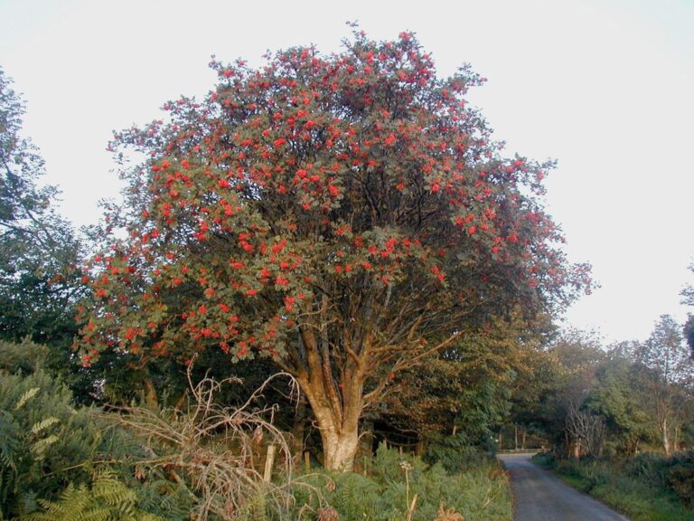 sorbus aucuparia scarlet king - Leafland