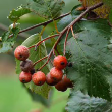 A cluster of bright red rowan berries hangs from a branch with textured green leaves. The berries are speckled, some showing signs of decay, against a blurred green background.