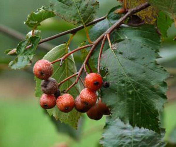 <i>Sorbus devonensis</i> - Image 2