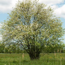 Hawthorn tree in full bloom, a mass of white flowers against a blue sky with fluffy clouds. The tree stands in a grassy field, its dense foliage creating a striking silhouette.