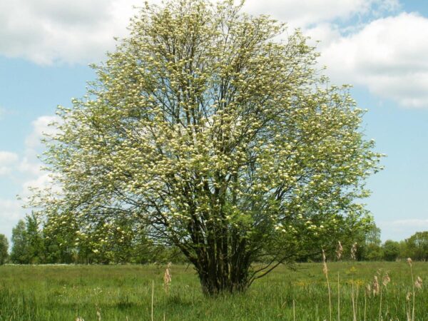 <i>Sorbus devonensis</i> - Image 3