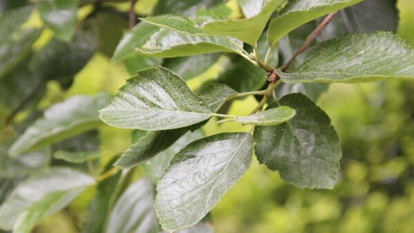 <i>Sorbus devonensis</i> - Image 4