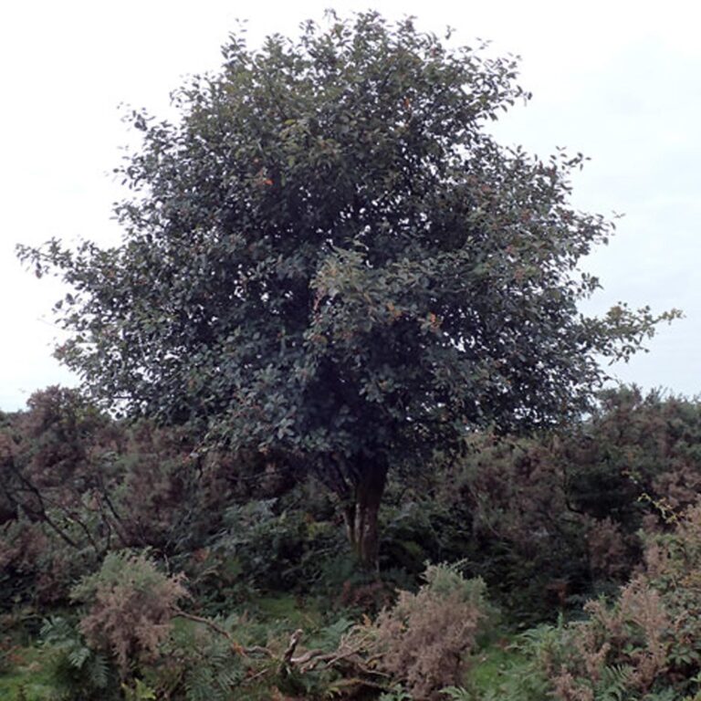 sorbus devonensis - Leafland