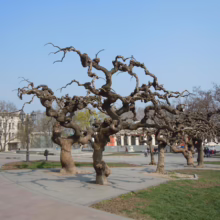 Twisted, bare trees stand in a park in Odessa, Ukraine, their branches reaching skyward. A historic building and street lamps add to the serene city scene.