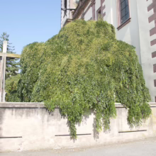 A large, weeping tree cascades over a stone wall next to a building with distinctive brickwork. A cross stands behind the wall, with a clear blue sky overhead. A car is parked nearby.